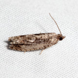 3261 - Gretchena watchungana