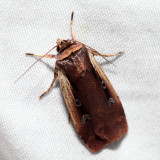10891 - Flame-shouldered Dart - Ochropleura implecta