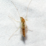 Chironomini