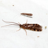 Banksiola crotchi