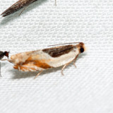 3367 Oak Leaffolder Ancylis burgessiana