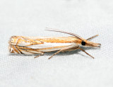 5362 - Doubled Banded Grass Veneer - Crambus agitatellus
