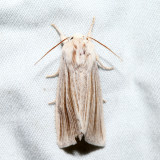 9280 Henry's Marsh Moth Simyra insularis