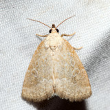 9048 Pale Glyph Protodeltote albidula