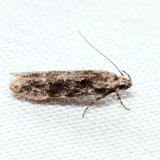 1809 Coleotechnites Flower Moth Coleotechnites florae