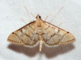 5182 Hollow-spotted Blepharomastix Blepharomastix ranalis