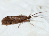 Banksiola crotchi