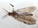 Summer Fishfly - Chauliodes pectinicornis