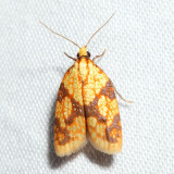 3695 - Sparganothis Fruitworm Moth - Sparganothis sulfureana