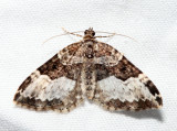 7399 Sharp-angled Carpet Euphyia intermediata