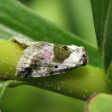 9049 - Black-dotted Glyph - Maliattha synochitis