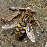 Parhelophilus sp.