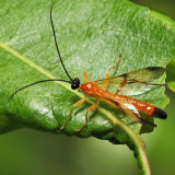 Acrotaphus wiltii