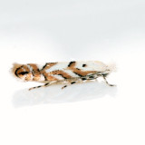 Phyllonorycter sp.
