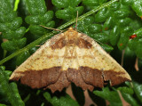 6724 - Saw-wing - Euchlaena serrata