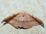 6974 – Juniper Geometer – Patalene olyzonaria