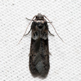 1162 – Acorn Moth – Blastobasis glandulella