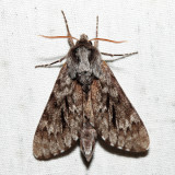 7817 - Northern Pine Sphinx - Lapara bombycoides