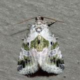 9049 - Black-dotted Glyph - Maliattha synochitis