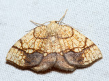 7010 - Horned Spanworm - Nematocampa resistaria
