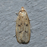 1142 – Glyphidocera septentrionella