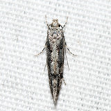 1828 – Coleotechnites quercivorella