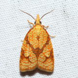 3720 – Reticulated Fruitworm Moth – Cenopis reticulatana