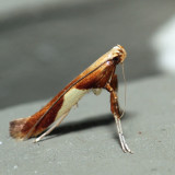 0620 – Caloptilia packardella