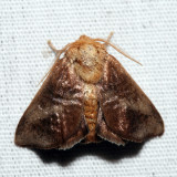 4681 - Crowned Slug - Isa textula