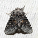 7931 – Common Gluphisia – Gluphisia septentrionis