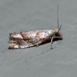3120 – Derelict Eucosma – Eucosma derelicta