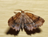 6835 - Scallop Moth - Cepphis armataria