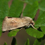 9815 - American Dun-bar - Cosmia calami