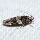 1857 – Pubitelphusa latifasciella
