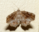8490 – Decorated Owlet – Pangrapta decoralis