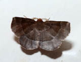 6822 - Ruddy Metarranthis - Metarranthis duaria (m)