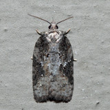 3520 – Small Aspen Leaftier – Acleris fuscana