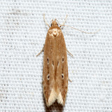 1515 – Shy Cosmet – Limnaecia phragmitella