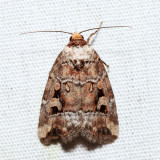 9681.1 - Pale-winged Midget - Elaphria alapallida