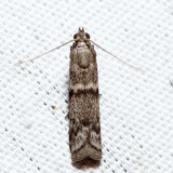 5968 – Gooseberry Fruitworm Moth – Zophodia grossulariella