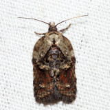 3536 – Robinson's Acleris – Acleris robinsoniana