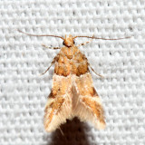 1722 – Theisoa constrictella