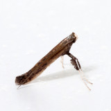0633 – Sassafras Caloptilia – Caloptilia sassafrasella