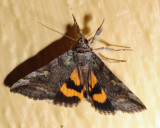 8873 – Similar Underwing – Catocala similis