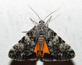 8878.1 – Little Lined Underwing – Catocala lineella
