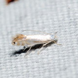 0733 – Phyllonorycter argentifimbriella