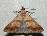 8381 – Discolored Renia – Renia discoloralis