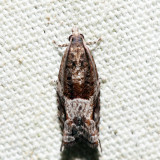 3276 – Holly Tortrix – Rhopobota naevana