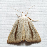 8522 – Gabara subnivosella