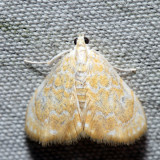 4869 - Common Glaphyria - Glaphyria glaphyralis